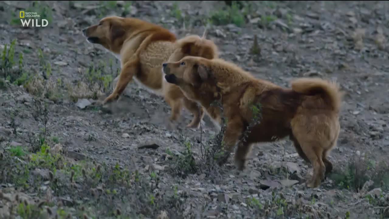 DK NAT GEO WILD HD [MULTI SUB] - DENMARK